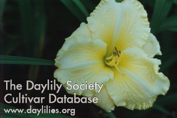 Daylily Mary Timmons